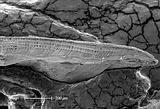 4 - Sezione longitudinale radiale  al SEM del margine